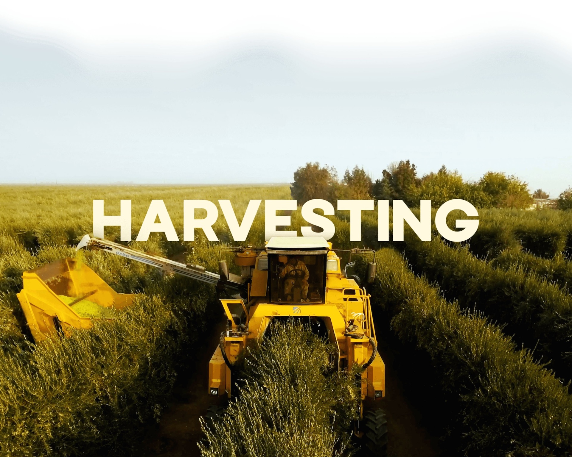 Vega Digital Awards Winner - Corto Olive Oil, Fall Harvest 