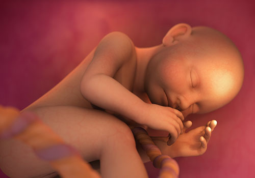 Inside the Womb: From Head to Toe, INVIVO Communications Inc.  - Vega Website Awards Winner