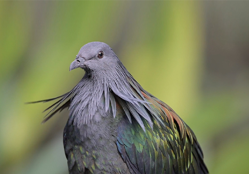 WIngs of Asia - The Beauty of Birds, Zoo Miami - Vega Website Awards Winner