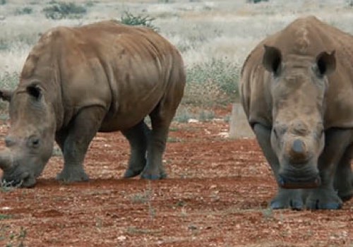 Rhinos Forever, Stewards of Wildlife - Vega Website Awards Winner
