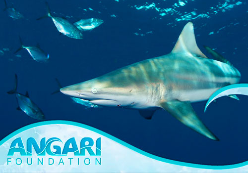 Generation Ocean: Sharks, ANGARI Foundation - Vega Website Awards Winner