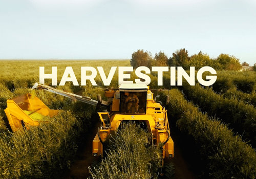 Corto Olive Oil, Fall Harvest , Affinity Creative Group - Vega Website Awards Winner