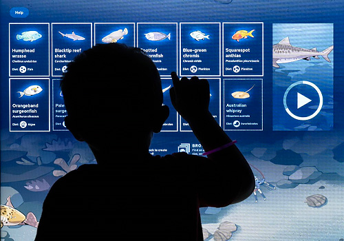 Blacktip Reef Gallery Game, Night Kitchen Interactive - Vega Website Awards Winner