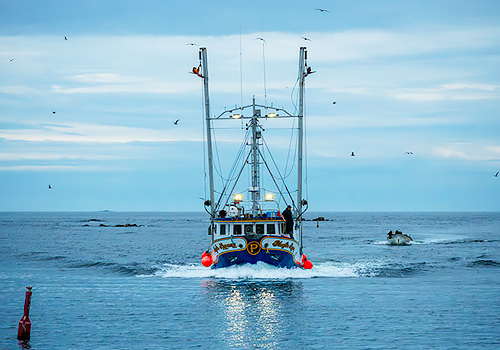 Fogo Island Co-Operative Society Website, WaterWerks Agency - Vega Website Awards Winner