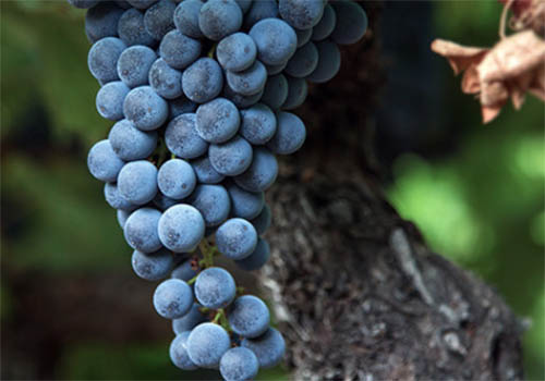 Theorem Vineyards - In Wine, There is Truth, Scorpion - Vega Website Awards Winner