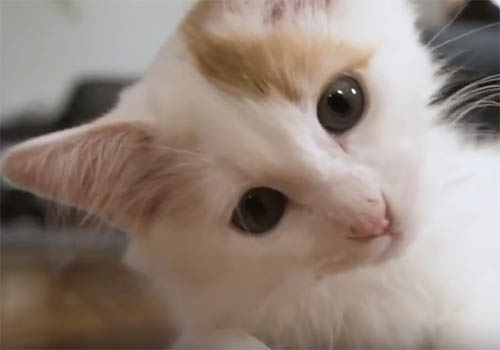 Royal Canin Take Your Cat to the Vet Video, ReelPaws Productions - Vega Website Awards Winner