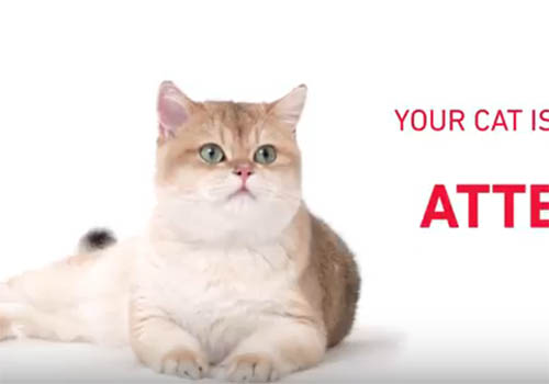 Royal Canin British Shorthair Cat VideoÂ , ReelPaws Productions - Vega Website Awards Winner
